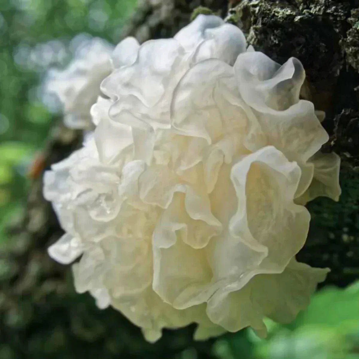 Tremella Mushroom for Skin: Deep Hydration, Barrier Repair & the Yinera Approach to Tallow Skincare